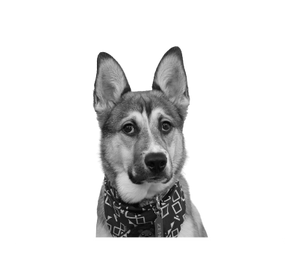 Zen the Dog - Network Zen's Mascot